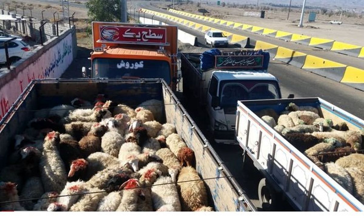کشف ۱۱۲ رأس گوسفند قاچاق در زنجان