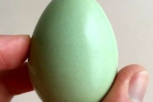 افسانه‌هایی درباره تخم مرغ که در قرن ۲۱ باید فراموش کنید