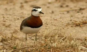 مشاهده گونه کمیاب ایرانی سلیم سینه بلوطی در استان یزد