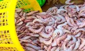 اکوادور بازار میگوی ایران در چین را تصاحب کرد