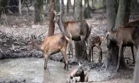 گوزن های سایت نگه داری و پرورش دز از منطقه گریخته اند