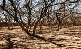 مرگ باغ‌های پسته