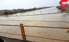 حمله مارهای سمی به شهر در بندر دیر +عکس