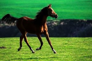 چهاردهمین جشنواره ملی زیبایی اسب اصیل ترکمن در کلاله برگزار می‌شود