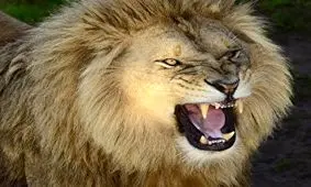 حمله وحشتناک شیر نر به مربی‌اش در سیرک + فیلم