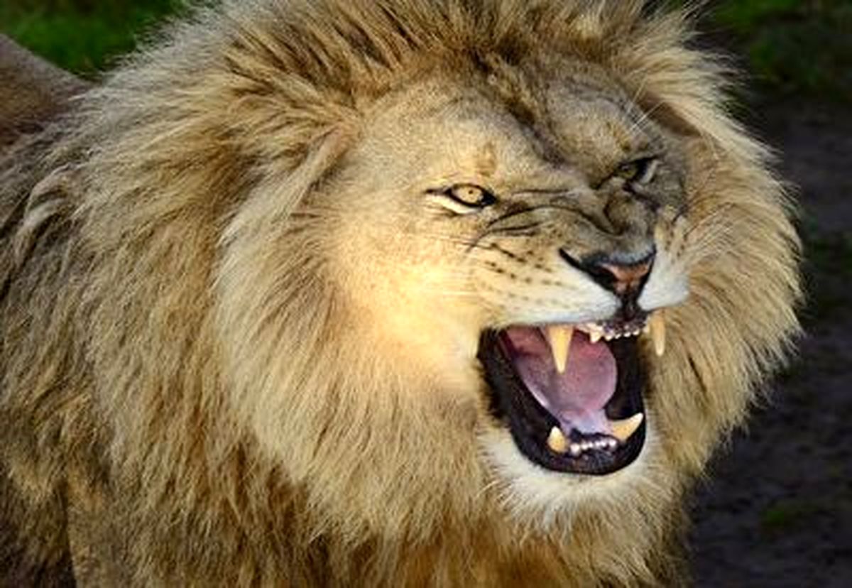 حمله وحشتناک شیر نر به مربیاش در سیرک + فیلم