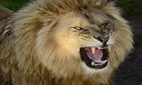 حمله وحشتناک شیر نر به مربی‌اش در سیرک + فیلم