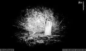 مروری بر برترین تصاویر حیات وحش