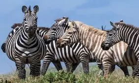 گور خر بلوند در تانزانیا شناسایی شد + عکس