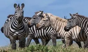 گور خر بلوند در تانزانیا شناسایی شد + عکس