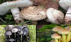مردم از مصرف قارچ‌های خود رو خودداری کنند