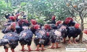 حیوانات عجیب و غریب دورگه + تصاویر