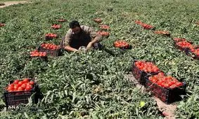 بازی با کالاهای اساسی مردم/ چالش قیمتی پیاز، خیار و این‌بار«گوجه فرنگی»/ پشت‌پرده صادرات گوجه