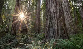 آلبینو، درختی که نباید وجود داشته باشد