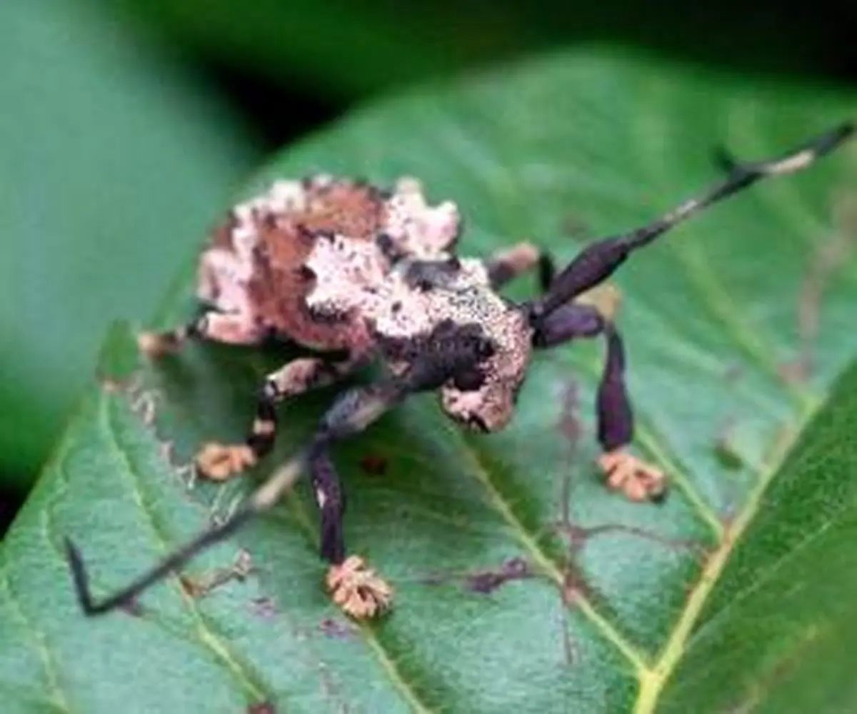 سوسکی که زهر کشنده دارد + تصاویر