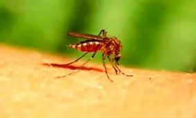 نقش پررنگ ادرار پشه ها در یک پژوهش جدید