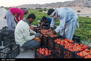 برطرف شدن محدودیت صادرات عامل اصلی گرانی گوجه فرنگی است