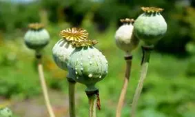 اختراعی تصادفی که زندگی میلیون‌ها نفر را به آتش کشید/چه کسی هروئین را کشف کرد؟