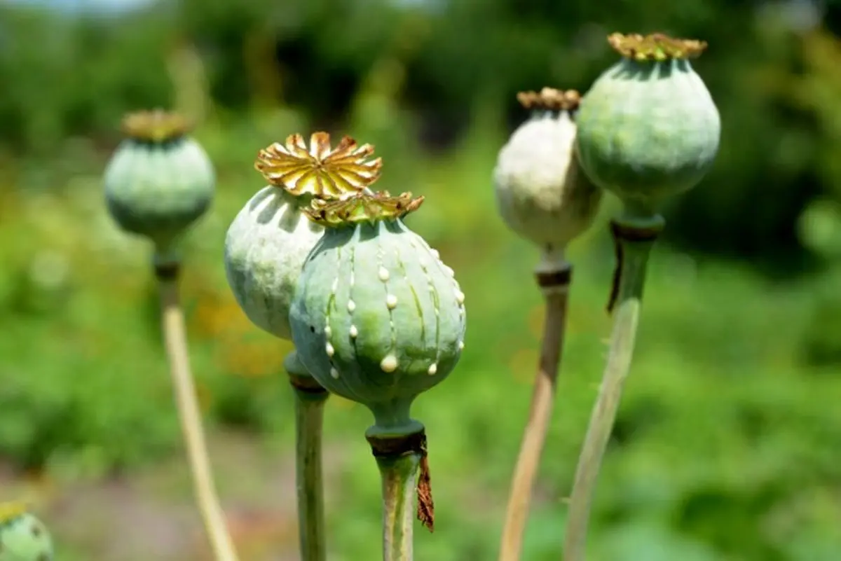 اختراعی تصادفی که زندگی میلیون‌ها نفر را به آتش کشید/چه کسی هروئین را کشف کرد؟