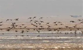 تالاب کجی نمکزار نهبندان ۷۰ درصد آبگیری شد