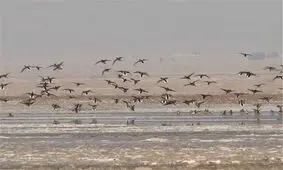 تالاب کجی نمکزار نهبندان ۷۰ درصد آبگیری شد