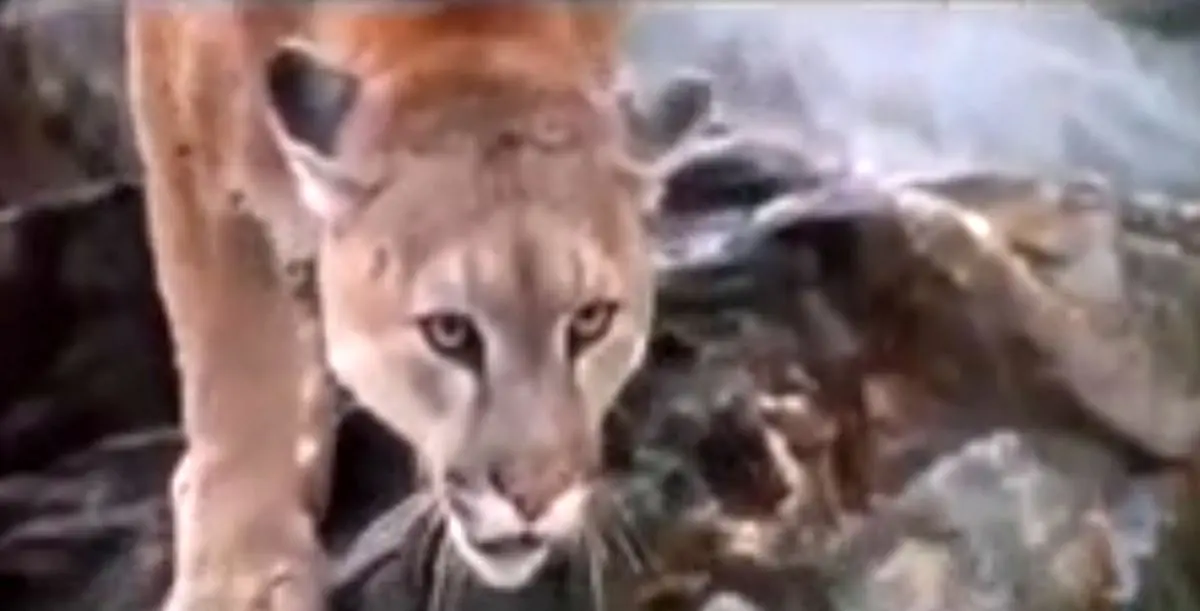 یکی از بهترین مستندهای حیات وحش