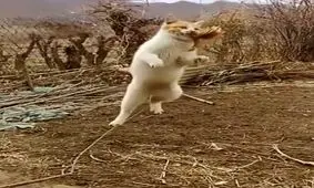 توی هوا قاپیدش به روایت تصویر