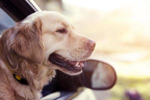 تشخیص بیماری صرع توسط سگ، از طریق حس بویایی