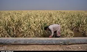 ۱۰ هزار هکتار از مزارع نیشکر خوزستان دچار آبگرفتگی شد