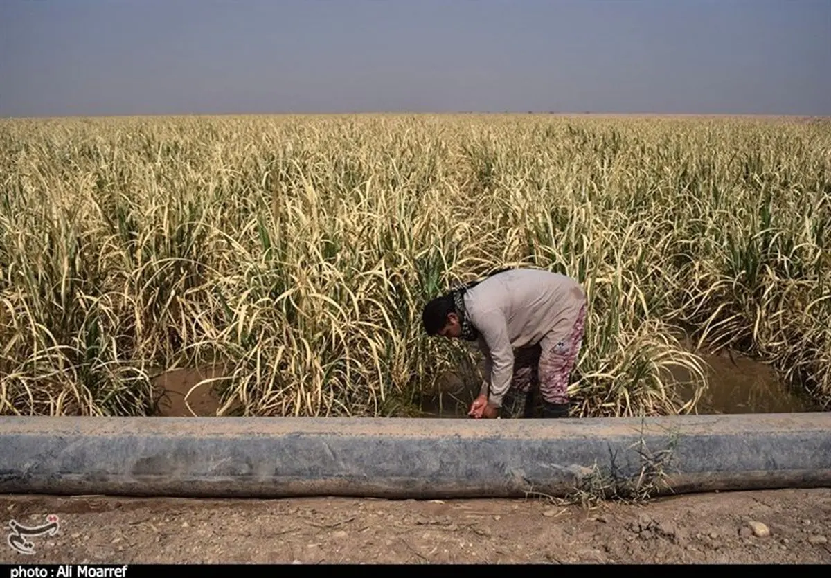 ۱۰ هزار هکتار از مزارع نیشکر خوزستان دچار آبگرفتگی شد
