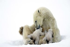 اولین حضور توله خرس‌های قطبی در طبیعت +تصاویر