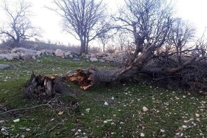 سیل بیش از ۳ هزار درخت بلوط را در کهگیلویه و بویراحمد نابود کرد+تصاویر