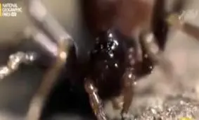 این عنکبوت قاتل شما رو شگفت زده میکند