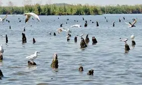 احیای ۹۰ درصد از تالاب‌های کشور