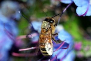 تشخیص 200 نمونه بیماری زنبور عسل در آزمایشگاه تخصصی موسسه رازی