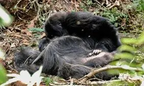 واکنش عجیب گوریل‌ها نسبت به مرده‌هایشان