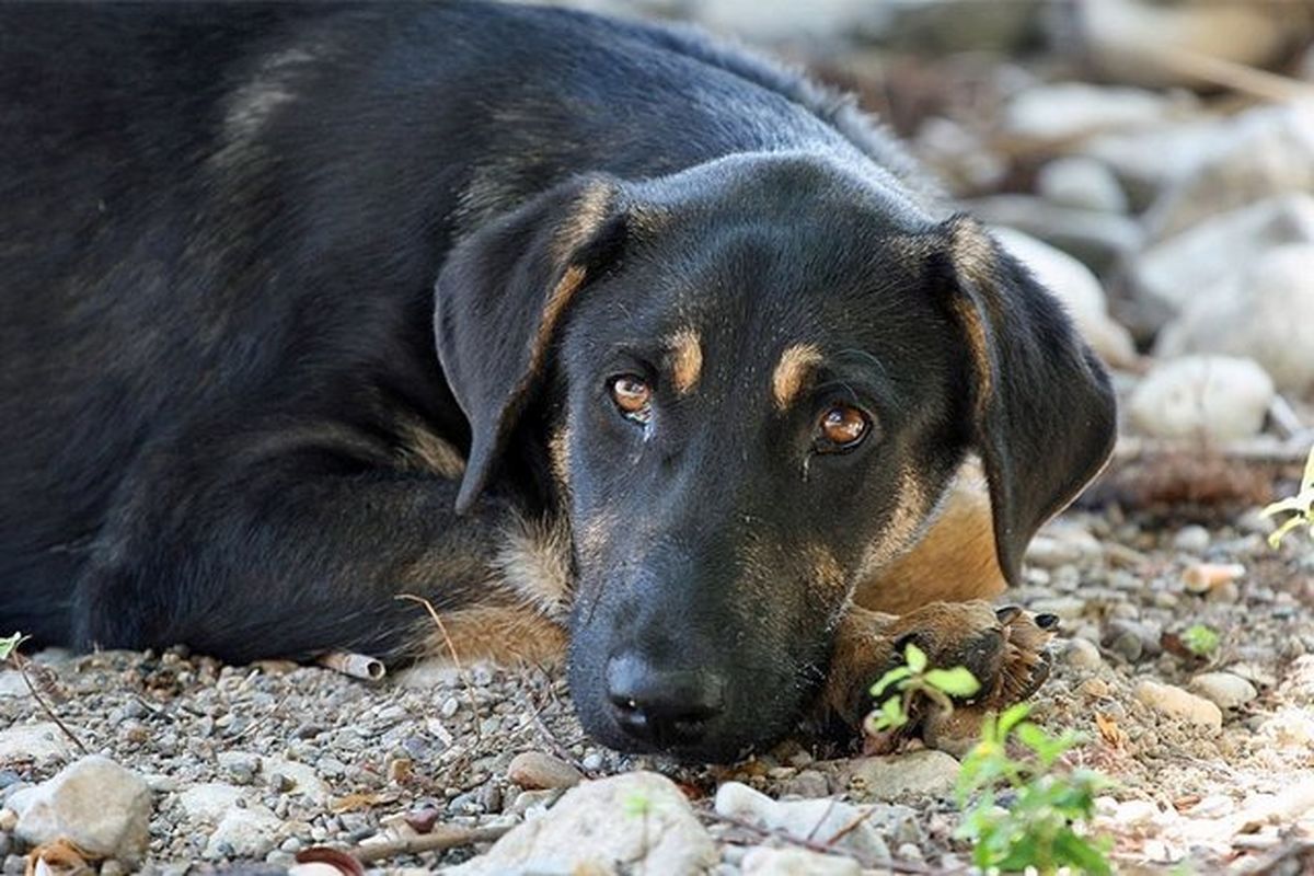 شهرداری کرج: سگ‌های ولگرد را زنده‌گیری و عقیم می‌کنیم