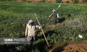 خسارت کشاورزان خراسانی چگونه جبران می‌شود؟