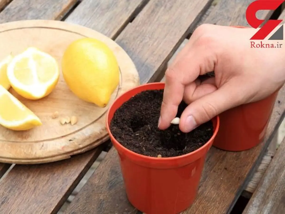 هسته میوه ها را دور بریزیم یا بکاریم ؟/در ایران پاسخ می دهد یا خیر؟