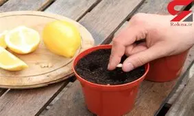 هسته میوه ها را دور بریزیم یا بکاریم ؟/در ایران پاسخ می دهد یا خیر؟