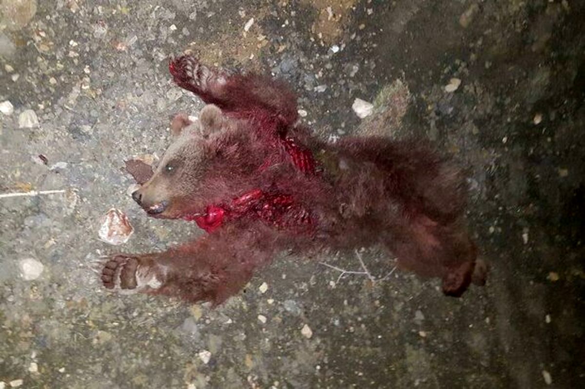 تصادف با خودرو علت مرگ خرس قهوه‌ای در مهدی‌شهر/ راننده متواری است