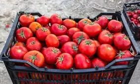 بازی دردناک با گوجه!
