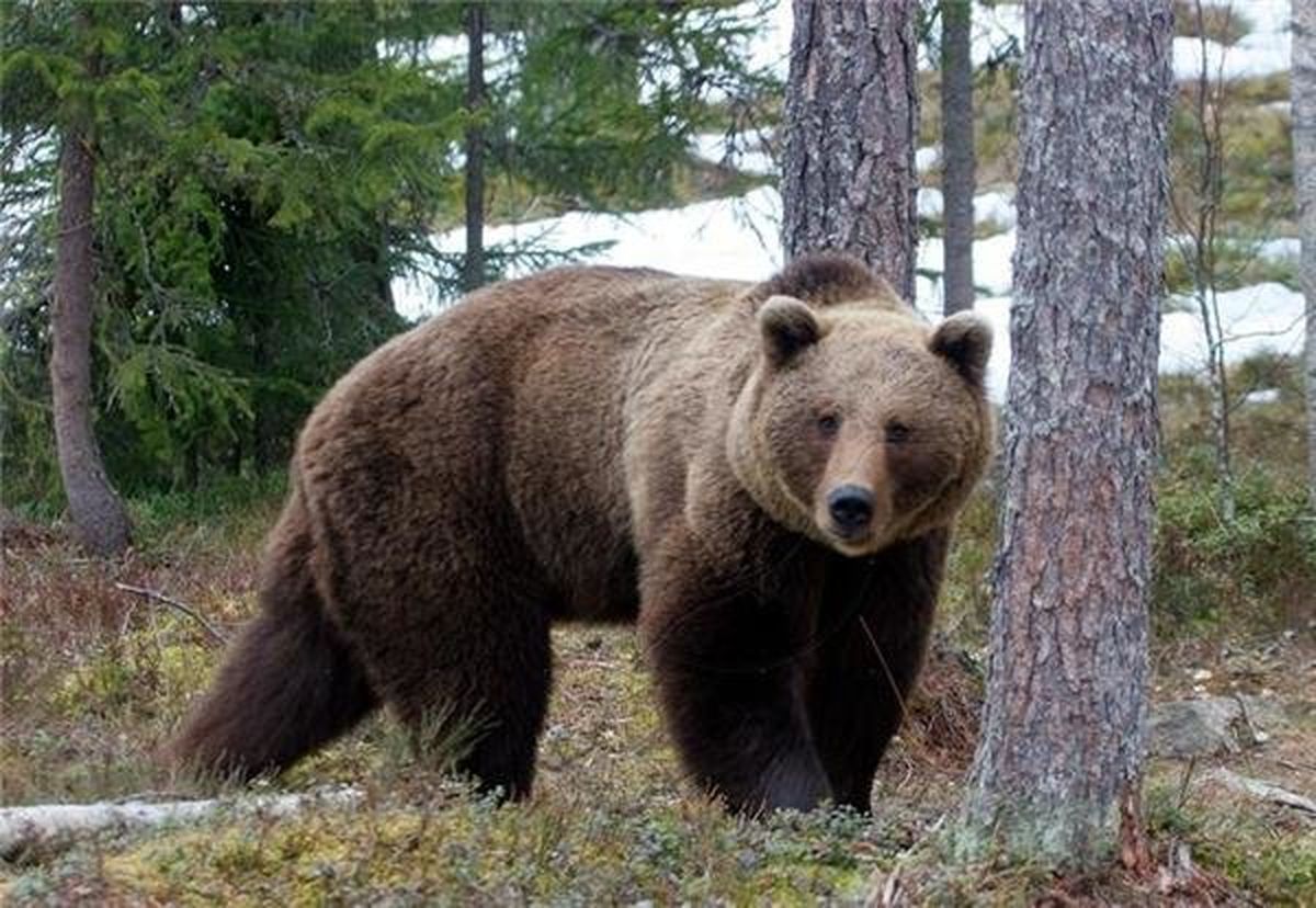 حمله خرس به زن ۳۵ ‌ساله در شهرستان دنا
