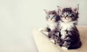 گربه‌ها نام خود را می‌دانند