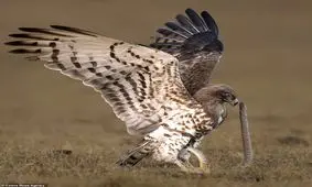 لحظات نفس‌گیر نبرد عقاب با مار را ببینید