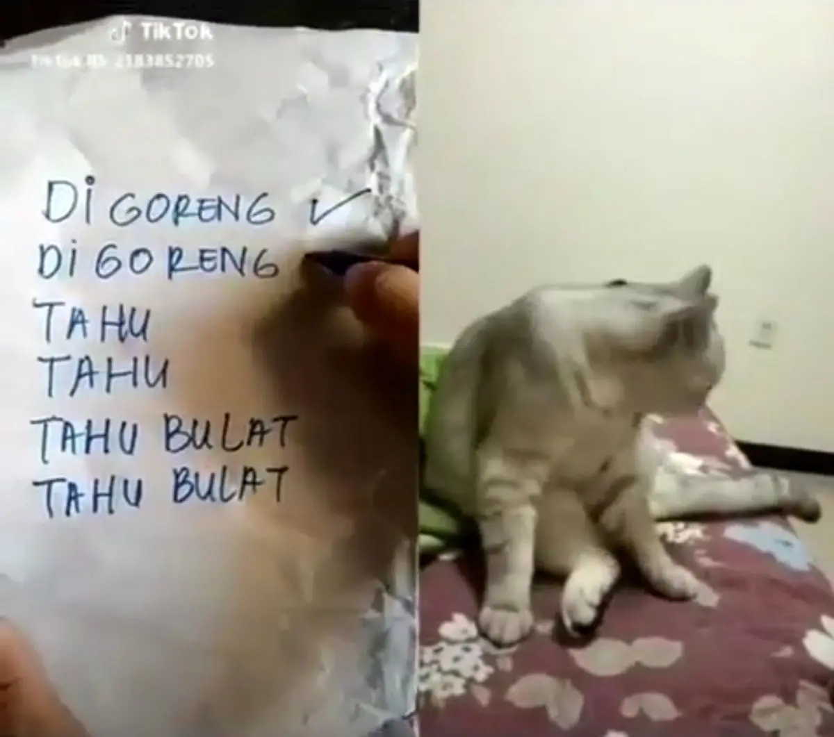 تست زنی گربه بازیگوش