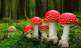 ۷ نفر با قارچ خود رو در فارس مسموم شدند