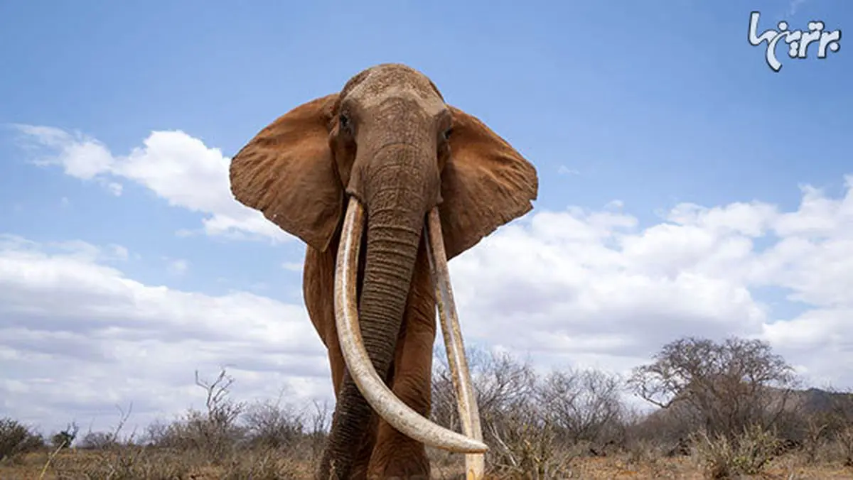 آخرین عکس‌های «ملکه فیل‌ها»