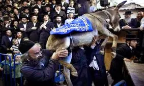 مراسم تبرک خر در میان صهیونیست‌ها!!!+ عکس