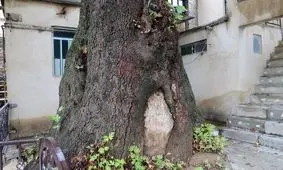 ۴ درخت کهنسال استان مرکزی در فهرست میراث ملی کشور ثبت شد